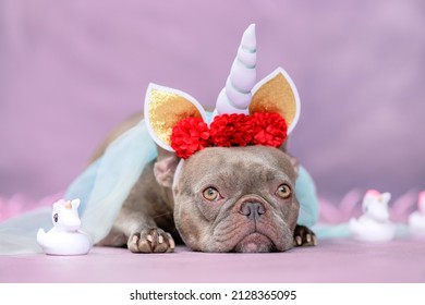 Adorable French Bulldog dog with unicorn costume headband with horn, flowers and veil lying down next to cute rubber toy unicorns