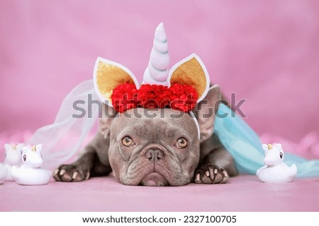 Adorable French Bulldog dog with unicorn costume headband with horn, flowers and veil lying down next to cute rubber toy unicorns