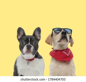 adorable french bulldog dog wearing red leash next to a labrador retriever dog wearing bandana and sunglasses with style on yellow background