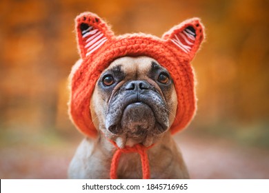 Adorable French Bulldog dog wearing a knitted costume hat with fox ears in front of blurry orange autumn forest background