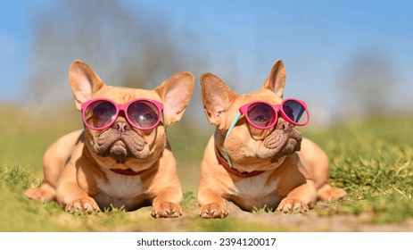 Adorable French Bulldog Lovely Couple And Puppy.French bulldog puppy.closeup of couple cute French bulldog dogs kissing and resting on the sofa at home
two french bulldog sleeping on the gray bed . - Powered by Shutterstock