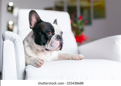 Adorable French bulldog lying down on the armchair