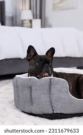 Adorable French Bulldog lying on dog bed indoors. Lovely pet - Shutterstock ID 2311679633