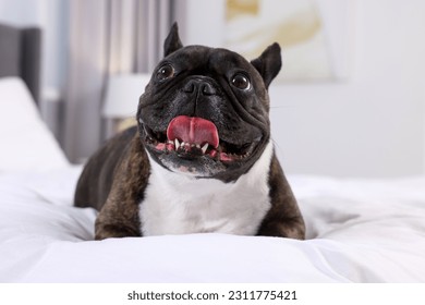 Adorable French Bulldog lying on bed indoors. Lovely pet - Shutterstock ID 2311775421