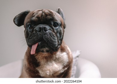 Adorable French Bulldog Portrait Showing His Tongue
