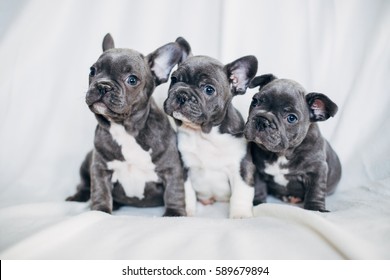 Adorable French Bulldog Puppy Stock Photo (Edit Now) 589680308