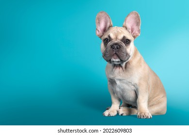 Adorable French Bulldog puppy, sitting up. Looking towards camera. Isolated on turquoise background.