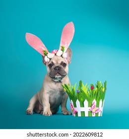 Adorable French Bulldog Puppy, Sitting Up Facing Front Wearing Pink Rabbit Ear Easter Hat. Looking Towards Camera. Isolated On Turquoise Background.