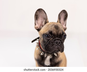 Adorable french bulldog puppy with spiky collar