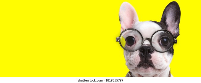 Adorable Frenchie Dog Wearing Glasses And Collar On Yellow Background