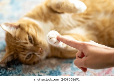 adorable friendly ginger cat portraits - Powered by Shutterstock