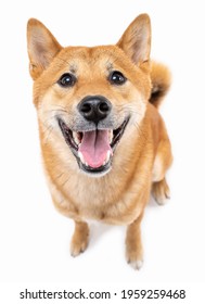 Adorable friendly smiling and looking at camera red haired dog Shiba Inu on white background. Happy pet positive exited emotions making friends with you. Silly funny look. Top view from above. 