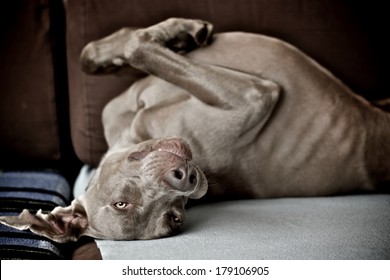 Adorable Funny Dog Chilling Out Belly Up