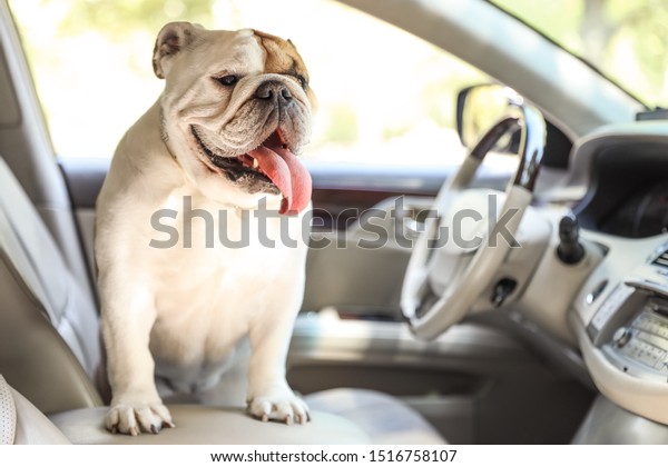 Adorable funny\
English bulldog inside modern\
car