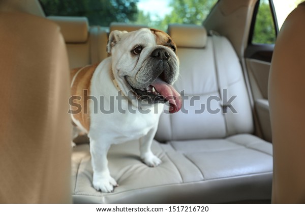Adorable funny\
English bulldog inside modern\
car
