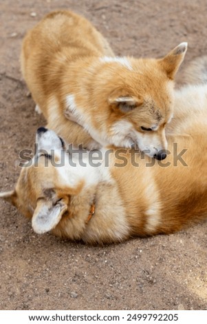 Similar – Foto Bild Collie Hündin mit Frischling