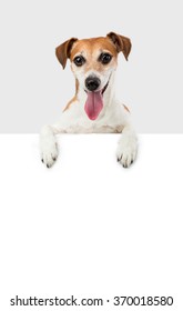 Adorable funny small Dog jack russell terrier above white banner ( sign plate pattern poster paper blank) Gray background