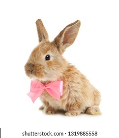 Download Bunny Bow High Res Stock Images Shutterstock