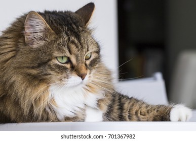 adorable furry feline, siberian kitten brown tabby version