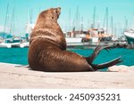 An adorable furry seal basks in the warm sunlight at Hout Bay Harbour, Cape Town. This charming marine mammal lounges gracefully, adding a touch of wildlife wonder to the vibrant harbor scene.