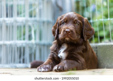 Adorable German Longhaired Pointer puppys