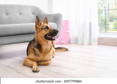 Adorable German Shepherd Dog Near Sofa Indoors