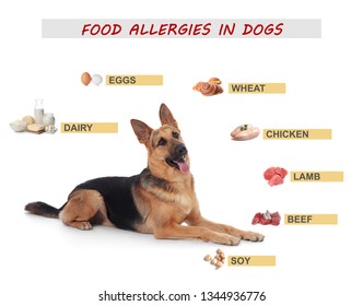 Adorable German Shepherd Dog On White Background. Food Allergies 