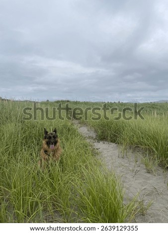 Adorable German Shepherd peers out from tall green grass on a sandy beach