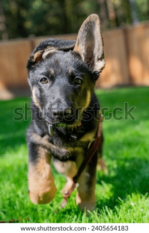 Adorable German Shepherd puppy running towards the camera, with floppy ears. 