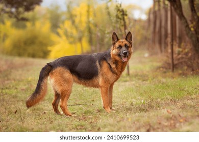 Adorable German shepherd standing in autumn park