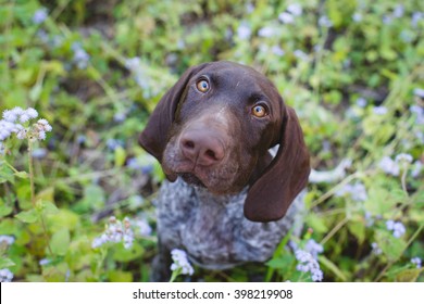 Royalty Free German Shorthaired Pointer Stock Images Photos