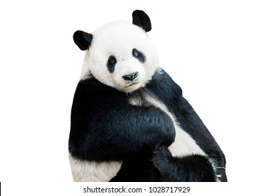 Adorable Giant Panda Facing Camera Isolated Over White