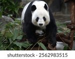 Adorable giant panda Lele enjoying a peaceful moment at Ocean Park Hong Kong. Lele showcases the iconic charm of giant pandas with its black-and-white fur, expressive eyes, and calm demeanor. 