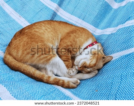 An adorable ginger cat orange striped color cat soundly sleeping on the striped blue white canvas