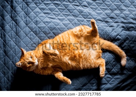 Adorable ginger kitten purebred straight lying on its back, top view, on a black background. Flat Lay fat cat well-eat and relax on bed at home