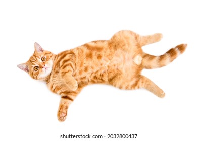 Adorable ginger kitten scottish straight lying on its back, top view, isolated on a white background - Powered by Shutterstock