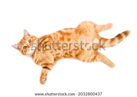 Adorable ginger kitten scottish straight lying on its back, top view, isolated on a white background