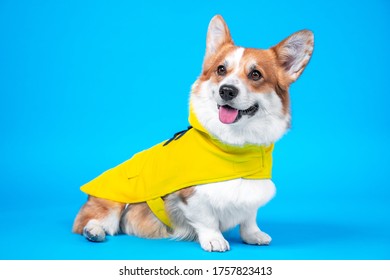 Adorable Ginger And White Dog Of White Welsh Corgi Pembroke Breed, Wearing Raincoat Yellow Coat, Sits On Blue Background In Studio. Indoors, Copy Space.