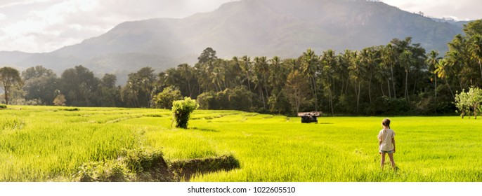 2,436 Paddy Fields In Sri Lanka Images, Stock Photos & Vectors ...