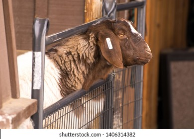 Imagenes Fotos De Stock Y Vectores Sobre Colorado Cattle