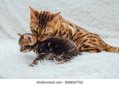 465 Lactation Cat Images, Stock Photos & Vectors | Shutterstock