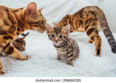 465 Lactation Cat Images, Stock Photos & Vectors | Shutterstock