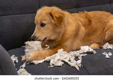 Adorable Golden Retriever Dog Biting Toilet Paper