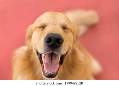 ´one adorable golden retriever dog with the head up eyes closed opened mouth tongue out smiling for the camera  - Shutterstock ID 1999499528