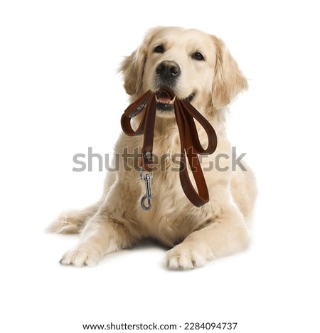 Adorable Golden Retriever dog holding leash in mouth on white background