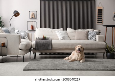 Adorable Golden Retriever Dog In Living Room