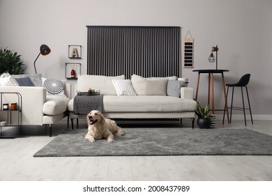 Adorable Golden Retriever Dog In Living Room