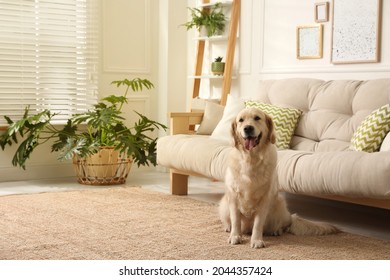 Adorable Golden Retriever Dog In Living Room