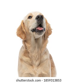 adorable golden retriever dog looking at something that makes him happy, sticking his tongue out against white background