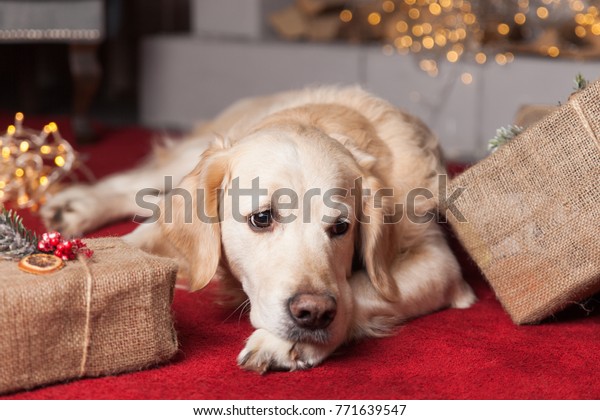 Droll Christmas Adorable Golden Retriever Puppies
